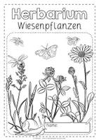 Vorschau - Unterrichtsreihen - Herbarium Wiese | Wiesenpflanzen - Steckbriefe - Seite 3