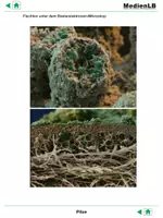 Vorschau - Arbeitsblätter - Pilze - Farbfolien - Seite 1