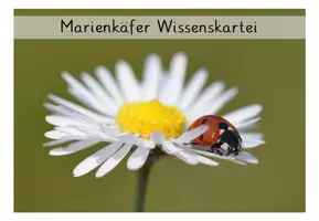 Vorschau - Spiele - Marienkäfer - XXL Materialpaket - Seite 3