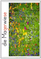 Vorschau - Präsentationen/Tafelbilder - Tafelbilder Wiese | Wiesenpflanzen & Wiesentiere - Seite 2