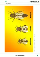 Vorschau - Präsentationen/Tafelbilder - Die Honigbiene - Farbfolien - Deckblatt
