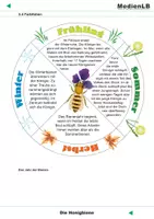 Vorschau - Präsentationen/Tafelbilder - Die Honigbiene - Farbfolien - Seite 1