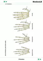 Vorschau - Präsentationen/Tafelbilder - Evolution - Farbfolien - Deckblatt