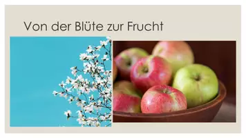Vorschau - Stundenentwürfe - Von der Blüte zur Frucht - Seite 1