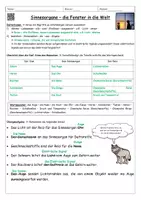 Vorschau - Stundenentwürfe - Sinnesorgane - Arbeitsblatt zur Übersicht mit Musterlösung - Seite 2