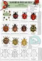 Vorschau - Mal- und Bastelvorlagen - Marienkäferarten - Leporello - Deckblatt