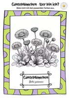 Vorschau - Arbeitsblätter - Ausmalbilder Gänseblümchen | Bellis perennis - Seite 2
