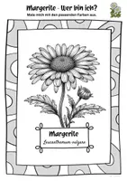 Vorschau - Mal- und Bastelvorlagen - Margerite Ausmalbilder | Leucanthemum vulgare - Seite 2