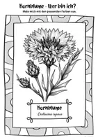 Vorschau - Mal- und Bastelvorlagen - Ausmalbilder Kornblumen | Centaurea cyanus - Seite 2