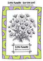 Vorschau - Mal- und Bastelvorlagen - Ausmalbilder Echte Kamille | Matricaria chamomilla - Seite 1