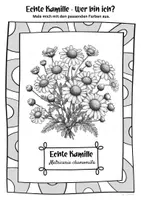 Vorschau - Mal- und Bastelvorlagen - Ausmalbilder Echte Kamille | Matricaria chamomilla - Seite 2