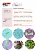 Vorschau - Arbeitsblätter - Mikroskopisches Praktikum Biologie Zwiebelzelle und Stomata - Seite 3