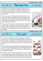 Vorschau - Bildkarten - Axolotl - Knowledge card index - Animals (English) - Seite 3