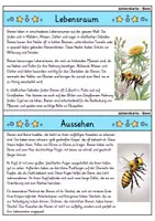 Vorschau - Arbeitsblätter - Biene MEGABUNDLE - Wissenskartei, Lückentext, Steckbrief, Suchsel - Seite 2
