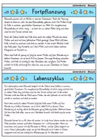 Vorschau - Bildkarten - Blauwal - Wissenskartei - Tiere - Seite 3