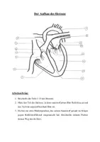 Vorschau - Arbeitsblätter - Arbeitsblatt zum Aufbau des Herzens - Deckblatt
