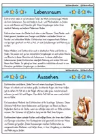 Vorschau - Arbeitsblätter - Eichhörnchen MEGABUNDLE - Wissenskartei, Lückentext, Steckbrief, Suchsel - Seite 2