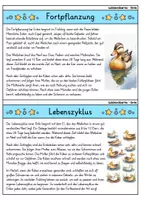 Vorschau - Bildkarten - Ente - Wissenskartei - Tiere - Seite 3
