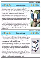 Vorschau - Arbeitsblätter - Fledermaus MEGABUNDLE - Wissenskartei, Lückentext, Steckbrief, Suchsel - Seite 2