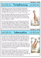 Vorschau - Bildkarten - Giraffe - Wissenskartei - Tiere - Seite 3