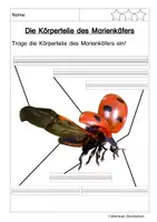Vorschau - Arbeitsblätter - Marienkäfer - Seite 3