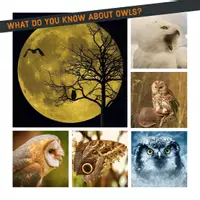 Vorschau - Spiele - WordsOfBub Geschichtenwürfel Eulen / Owls - Seite 2