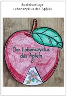 Vorschau - Arbeitsblätter - Der Apfel - Bastelvorlage - Lebenszyklus des Apfels - Seite 1