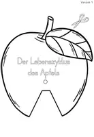 Vorschau - Arbeitsblätter - Der Apfel - Bastelvorlage - Lebenszyklus des Apfels - Seite 2