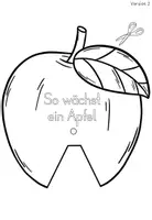 Vorschau - Arbeitsblätter - Der Apfel - Bastelvorlage - Lebenszyklus des Apfels - Seite 3