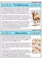 Vorschau - Bildkarten - Kamel - Wissenskartei - Tiere - Seite 3
