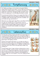 Vorschau - Bildkarten - Känguru - Wissenskartei - Tiere - Seite 3