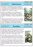 Vorschau - Arbeitsblätter - Krokodil MEGABUNDLE - Wissenskartei, Lückentext, Steckbrief, Suchsel - Seite 2