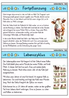 Vorschau - Bildkarten - Kuh - Wissenskartei - Tiere - Seite 3