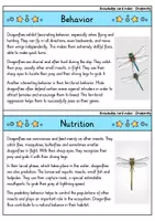 Vorschau - Bildkarten - Dragonfly - Knowledge card index - Animals (English) - Seite 2