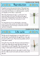 Vorschau - Bildkarten - Dragonfly - Knowledge card index - Animals (English) - Seite 3