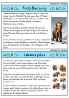 Vorschau - Bildkarten - Mammut - Wissenskartei - Tiere - Seite 3
