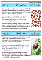 Vorschau - Bildkarten - Marienkäfer - Wissenskartei - Tiere - Seite 2