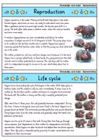 Vorschau - Bildkarten - Hippopotamus - Knowledge card index - Animals (English) - Seite 3