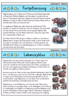 Vorschau - Bildkarten - Nilpferd - Wissenskartei - Tiere - Seite 3