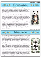 Vorschau - Bildkarten - Pandabär - Wissenskartei - Tiere - Seite 3