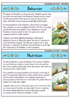 Vorschau - Bildkarten - Caterpillar - Knowledge card index - Animals (English) - Seite 2