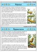 Vorschau - Bildkarten - Caterpillar - Knowledge card index - Animals (English) - Seite 1
