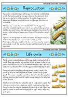 Vorschau - Bildkarten - Caterpillar - Knowledge card index - Animals (English) - Seite 3