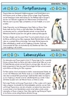 Vorschau - Bildkarten - Pinguin - Wissenskartei - Tiere - Seite 3