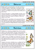 Vorschau - Bildkarten - Butterfly - Knowledge card index - Animals (English) - Seite 2