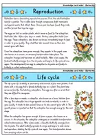 Vorschau - Bildkarten - Butterfly - Knowledge card index - Animals (English) - Seite 3