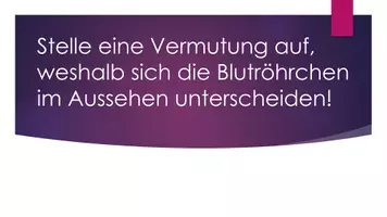 Vorschau - Stundenentwürfe - Blutmodell in Gruppenarbeit mit Hülsenfrüchten - Seite 2