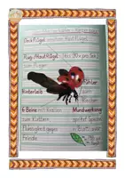 Vorschau - Arbeitsblätter - Marienkäfer Körperbau - Seite 3