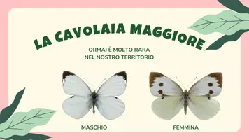 anteprima - Presentazioni / Lavagne - Presentazione-guida sulle farfalle (la cavolaia) - Pagina 1