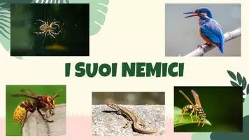 anteprima - Presentazioni / Lavagne - Presentazione-guida sulle farfalle (la cavolaia) - Pagina 2